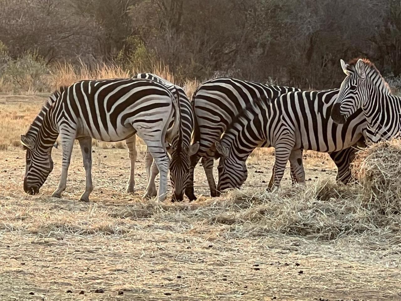 Thula-Thula Private Game Lodge Mabalingwe بيلا-بيلا المظهر الخارجي الصورة